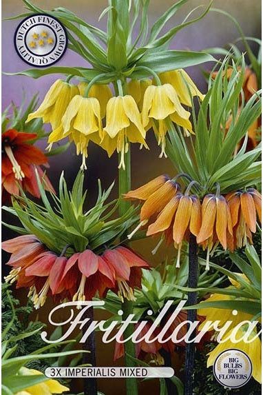 King's bed lilje Imperial Crown Mix 2-pak